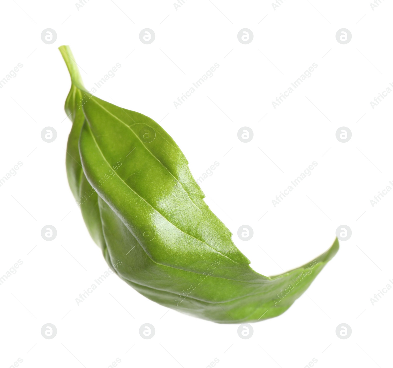 Photo of Fresh green basil leaf isolated on white