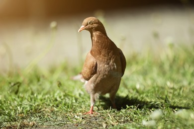 Photo of Beautiful brown dove on green grass outdoors, closeup