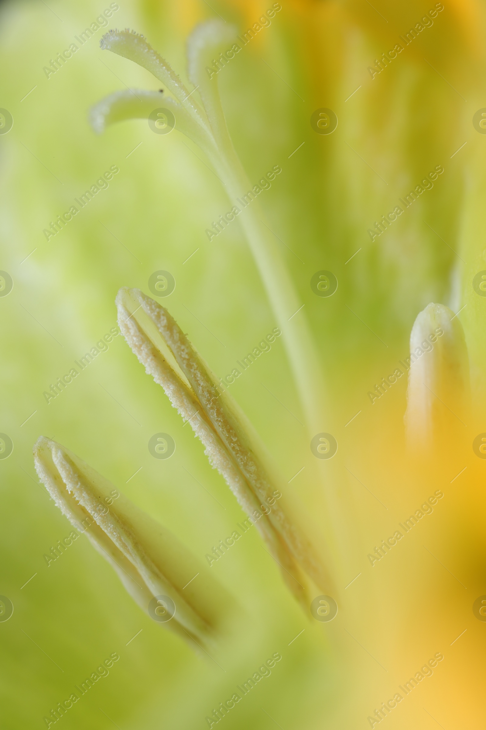 Photo of Beautiful light green Gladiolus flower as background, macro view