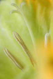Beautiful light green Gladiolus flower as background, macro view