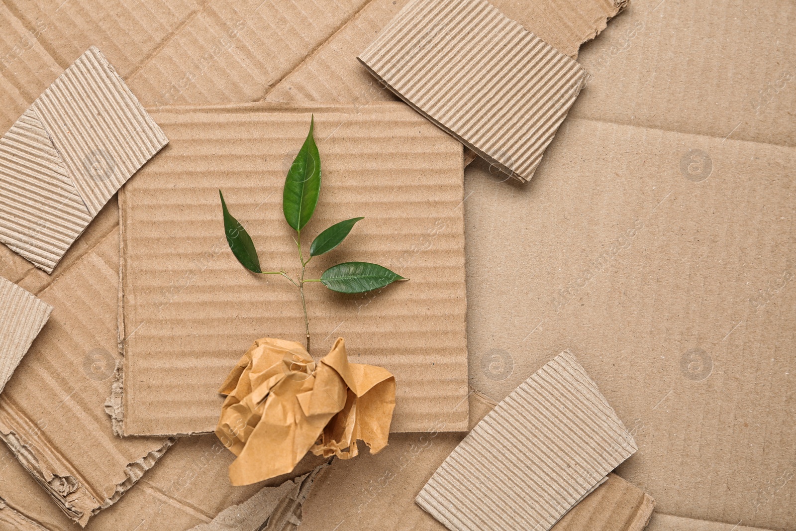 Photo of Green plant and crumpled paper on carton, top view with space for text