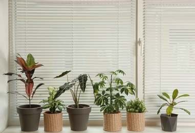 Photo of Different potted plants on sill near window blinds. Space for text
