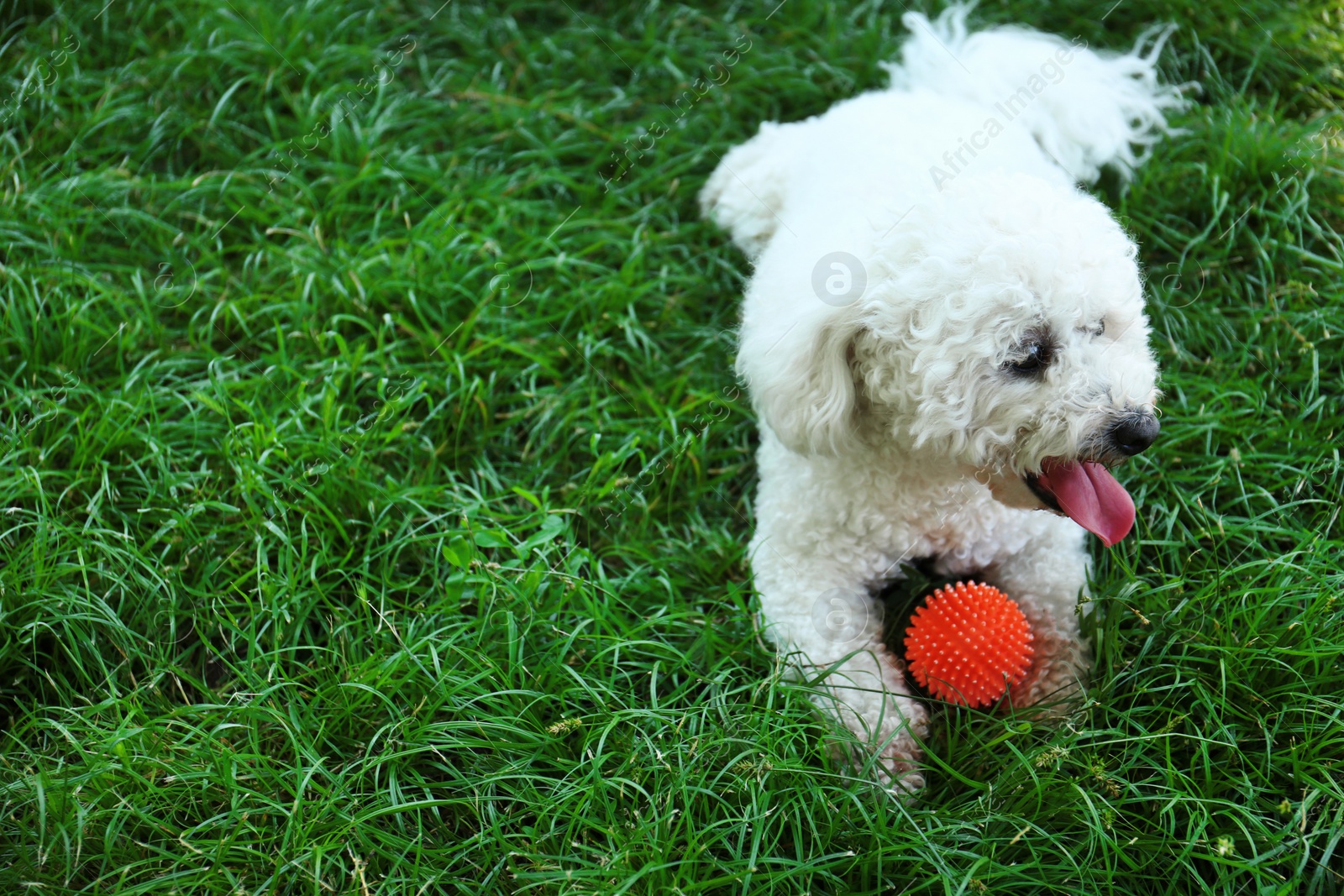 Photo of Cute fluffy Bichon Frise dog on green grass in park. Space for text