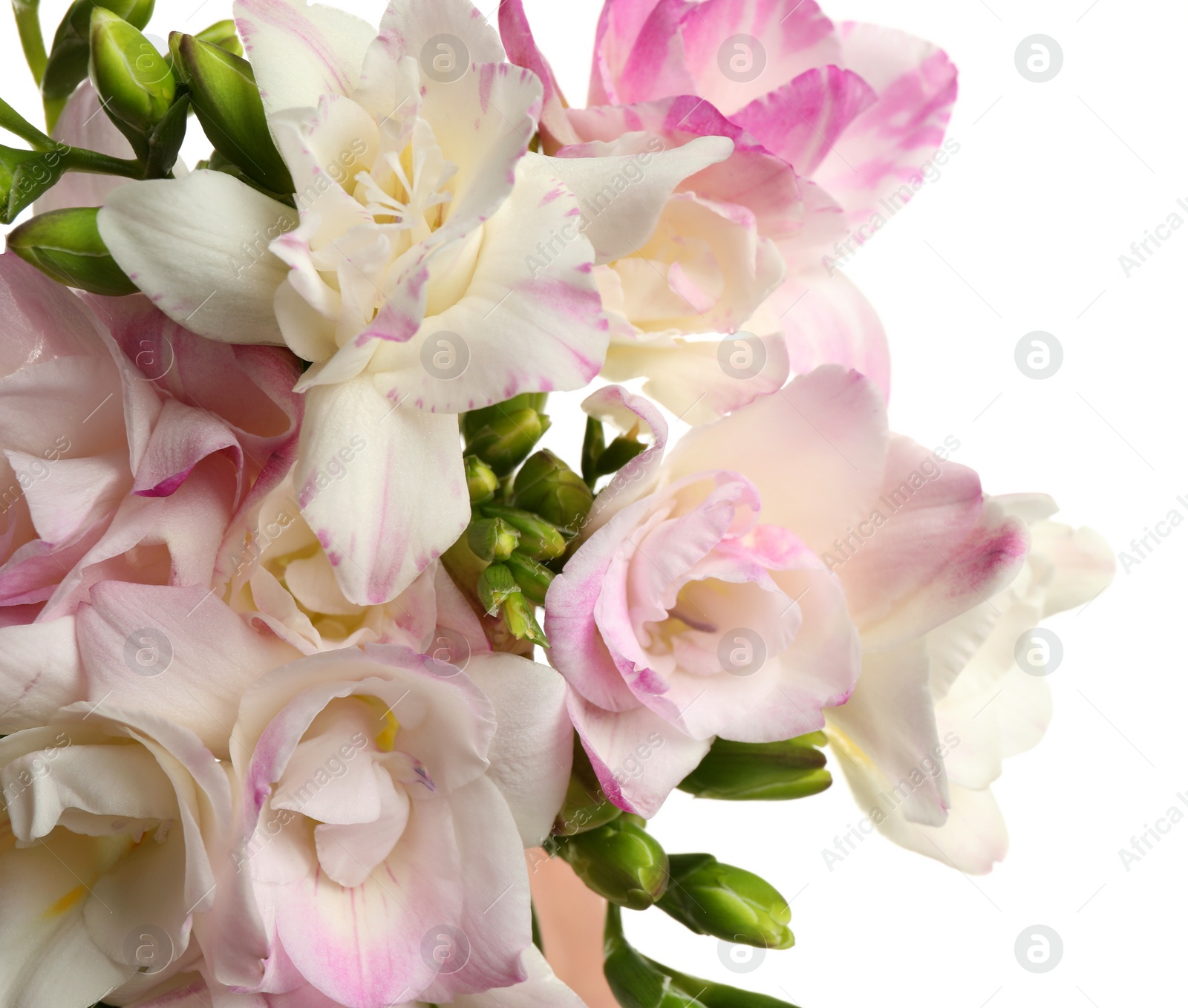 Photo of Bouquet of beautiful freesia flowers on white background, closeup