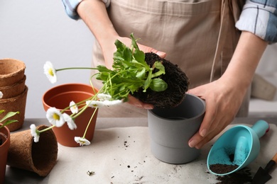 Photo of Woman transplanting houseplant at table, closeup view