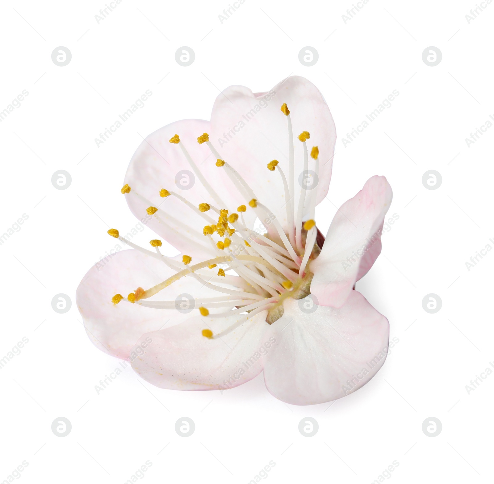 Photo of Beautiful apricot tree blossom on white background. Springtime