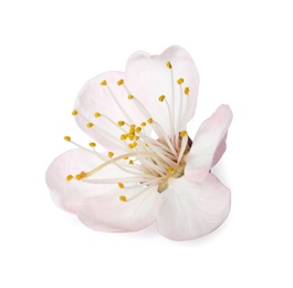 Beautiful apricot tree blossom on white background. Springtime