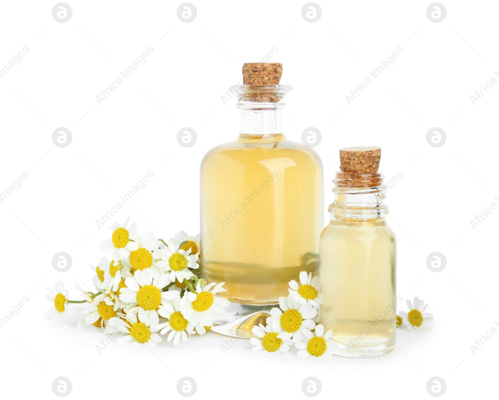 Photo of Bottles of essential oil and fresh chamomiles isolated on white