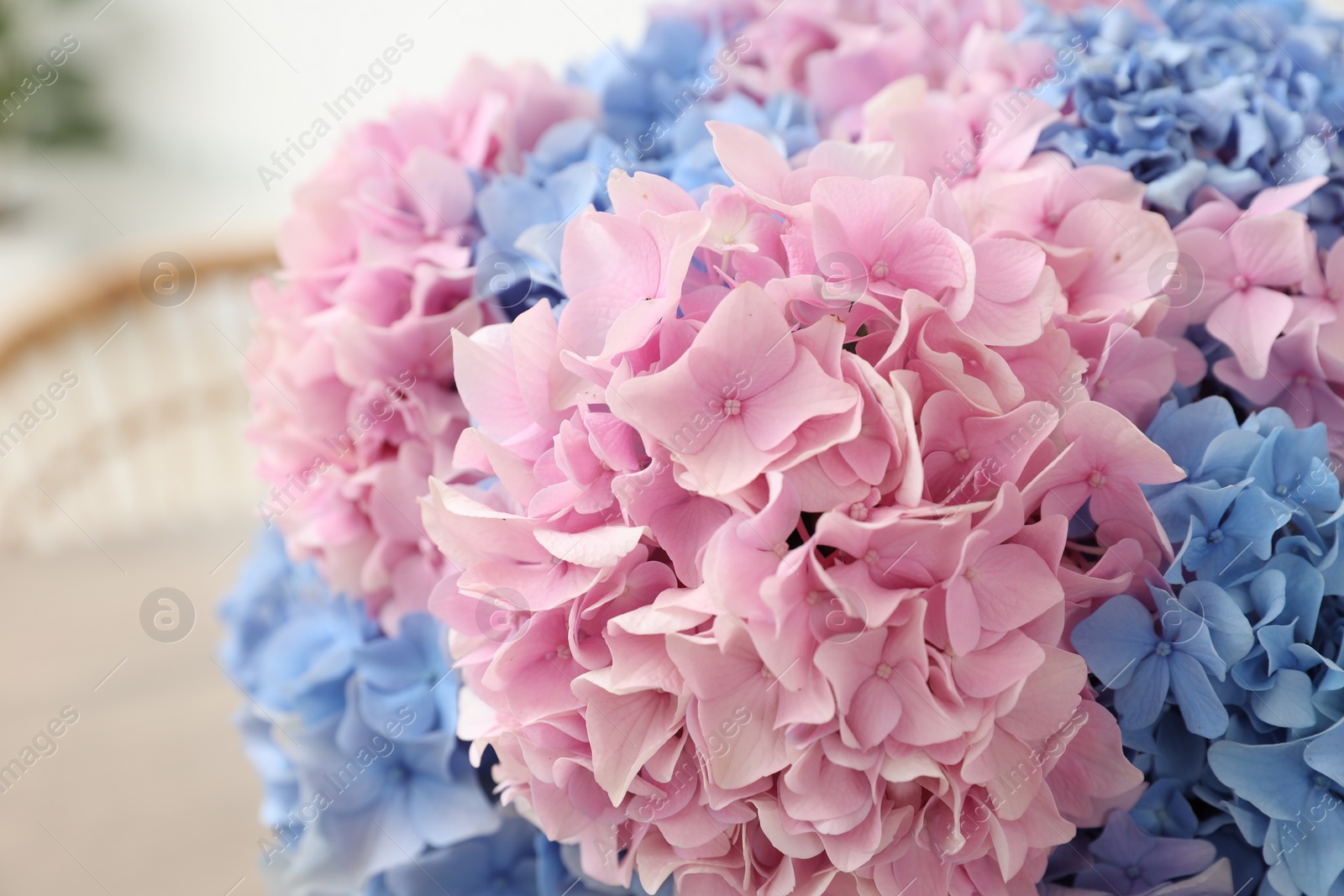 Photo of Beautiful light blue and pink hydrangea flowers, closeup