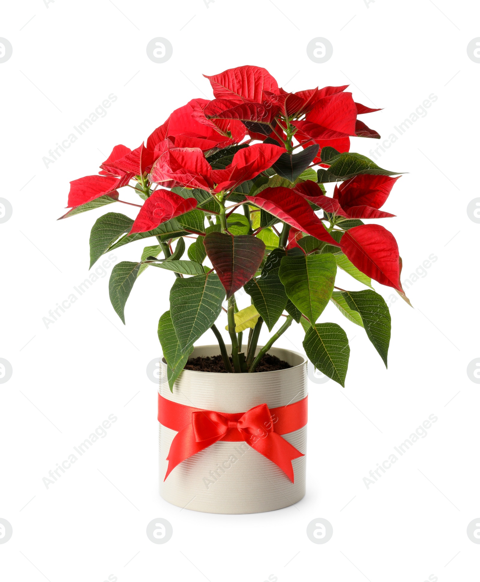 Photo of Beautiful poinsettia (traditional Christmas flower) in pot on white background