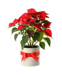 Photo of Beautiful poinsettia (traditional Christmas flower) in pot on white background