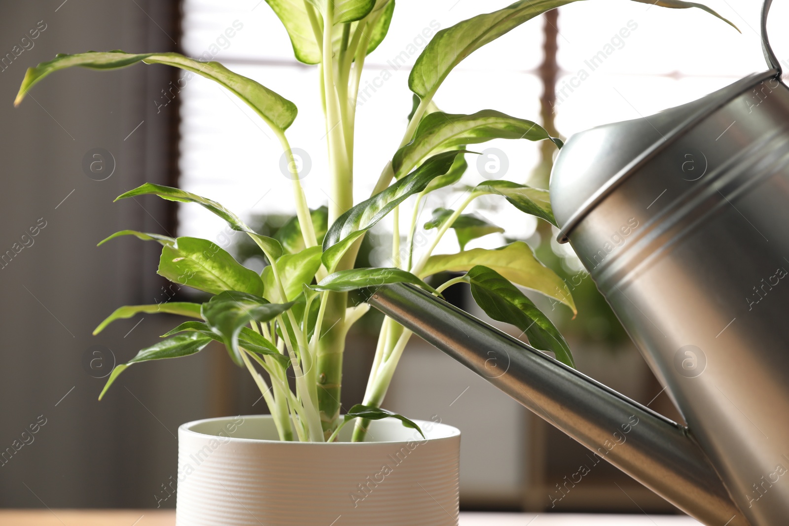 Photo of Watering beautiful Dieffenbachia plant at home, closeup