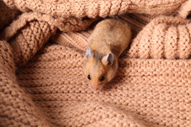 Photo of Cute little hamster on pink knitted sweater