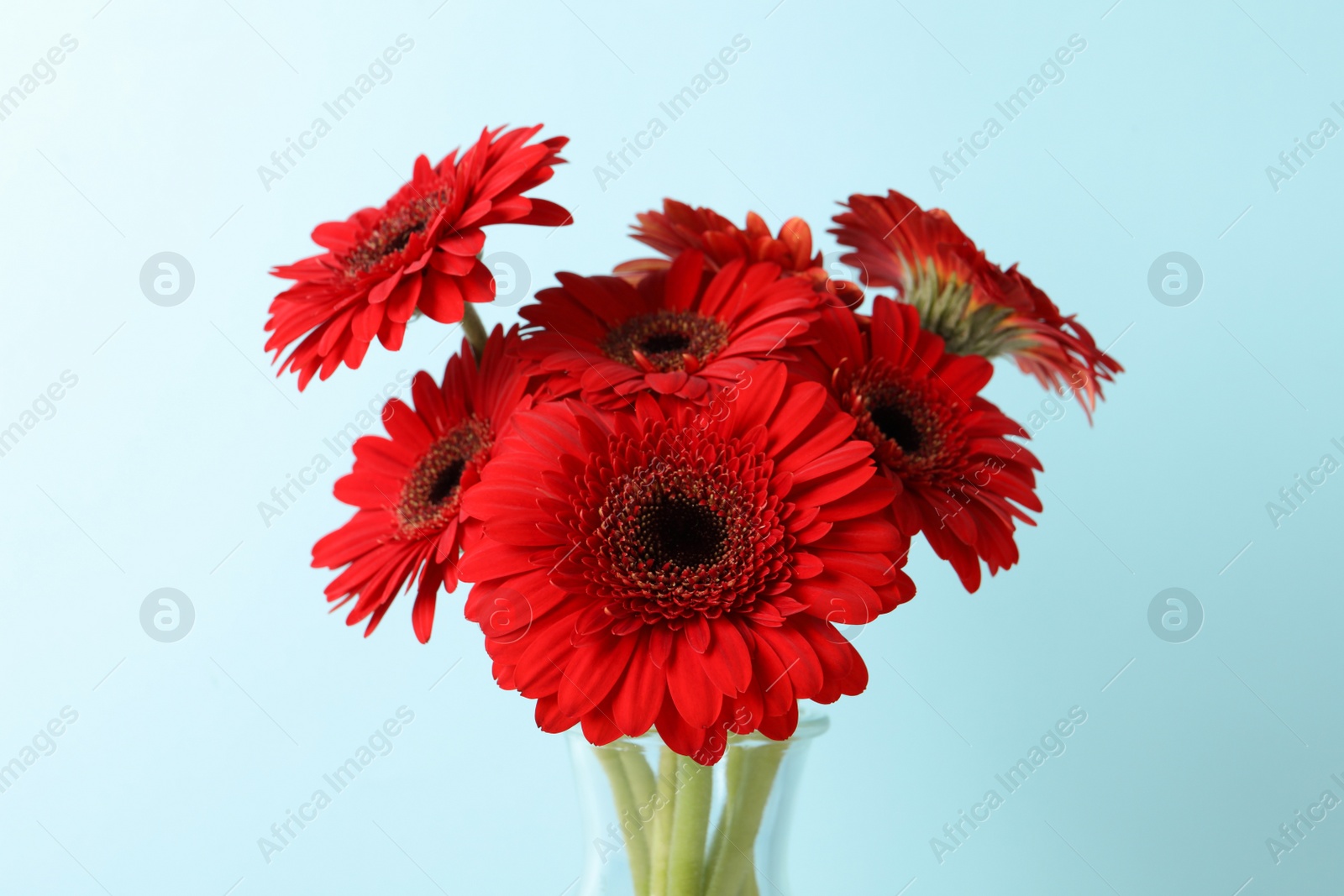 Photo of Bouquet of beautiful red gerbera flowers on light blue background