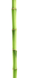 Beautiful green bamboo stem on white background