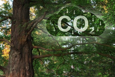Image of Reduce CO2 emissions. Illustration of cloud with CO2 inscription, arrows and beautiful green tree