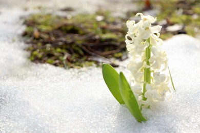 Photo of Beautiful white blooming hyacinth growing through snow outdoors, space for text. First spring flower