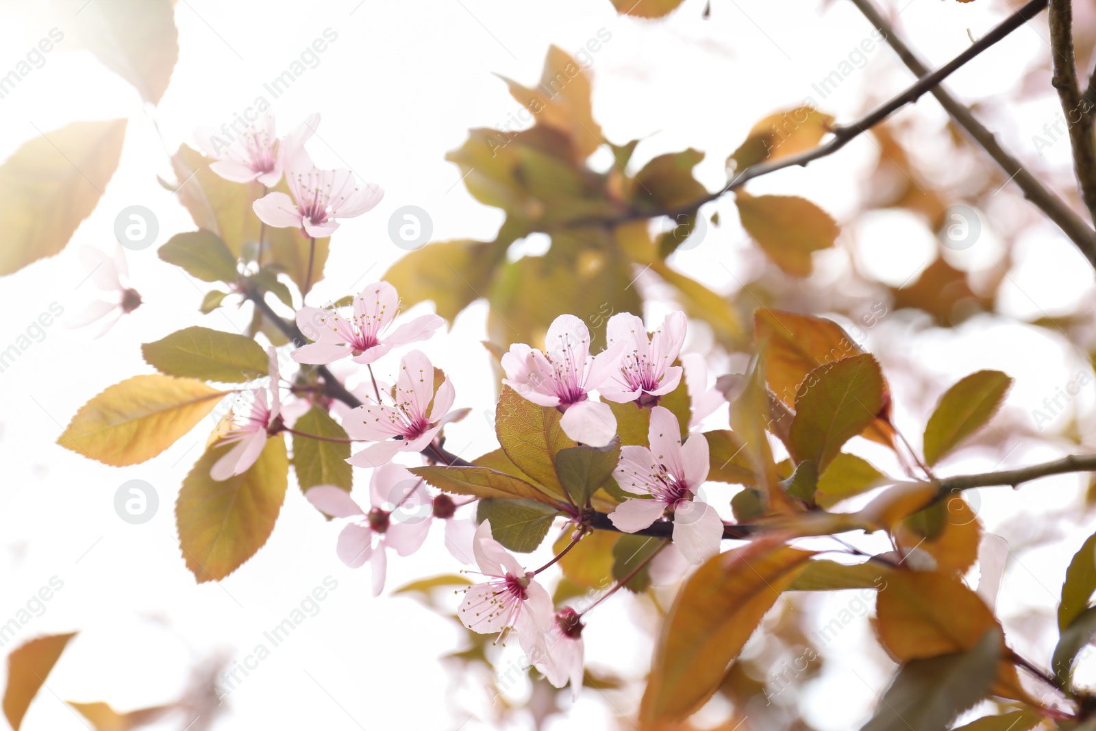 Photo of Beautiful blossoming tree branch on spring day