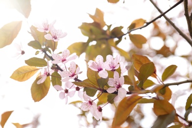 Beautiful blossoming tree branch on spring day