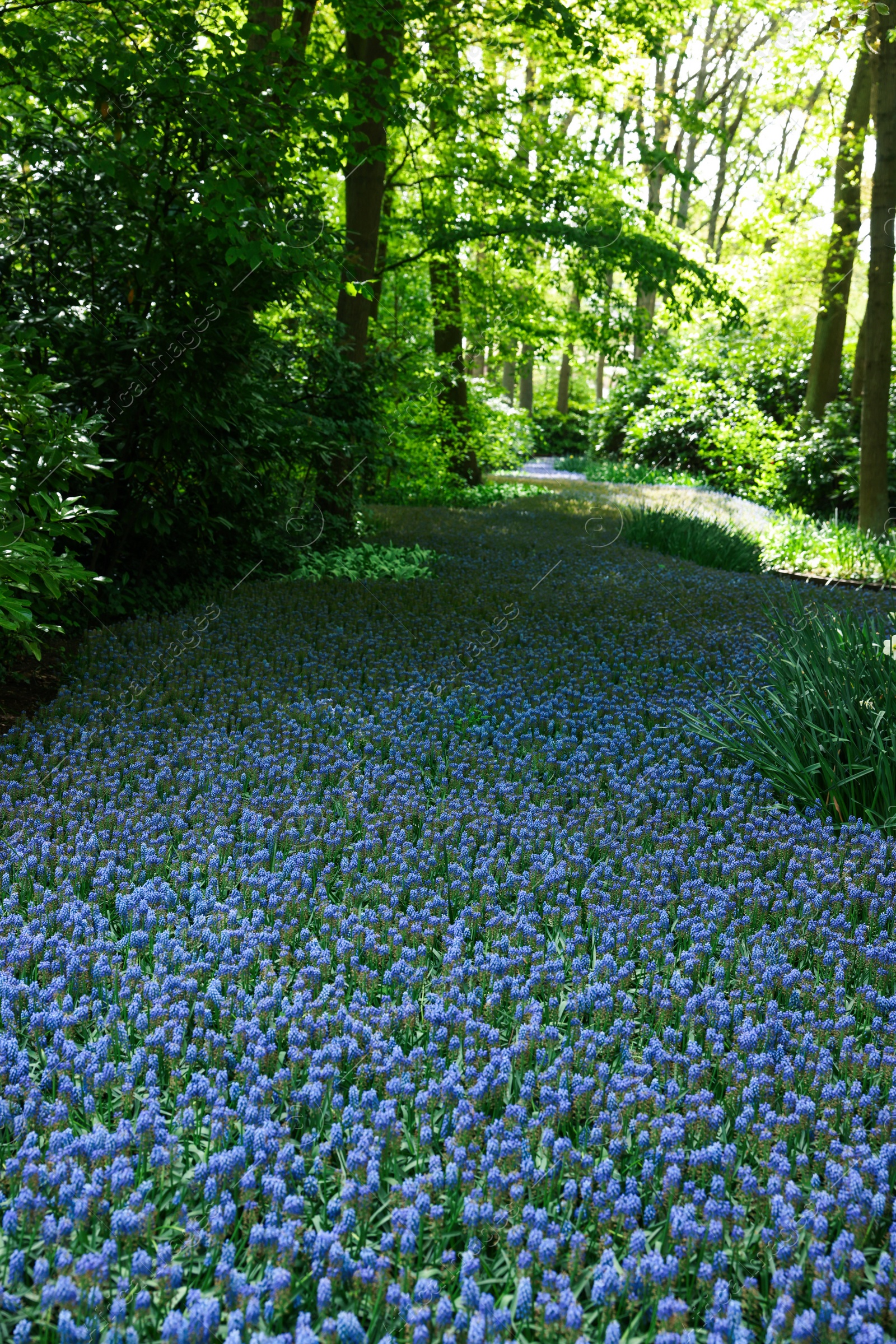 Photo of Many beautiful muscari flowers in park. Spring season