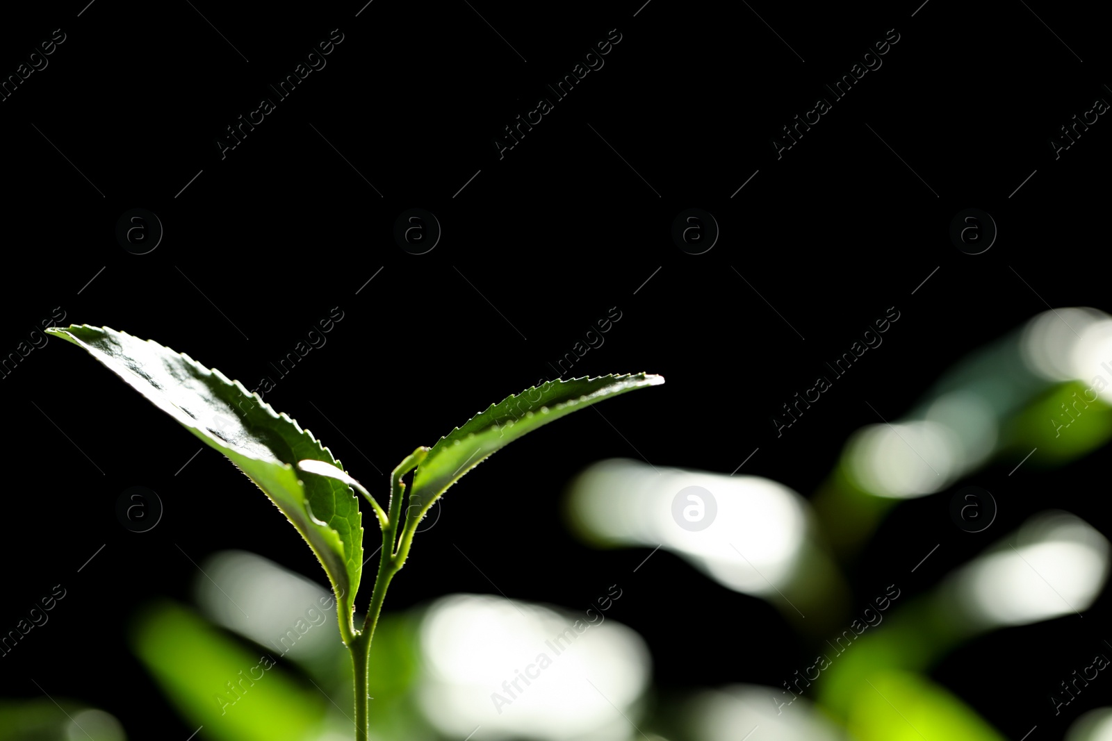 Photo of Closeup view of green tea plant against dark background. Space for text