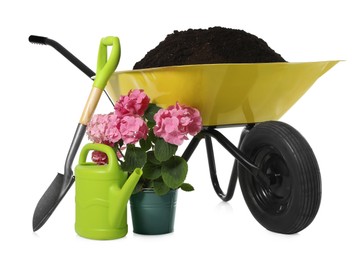 Hortensia and gardening tools on white background