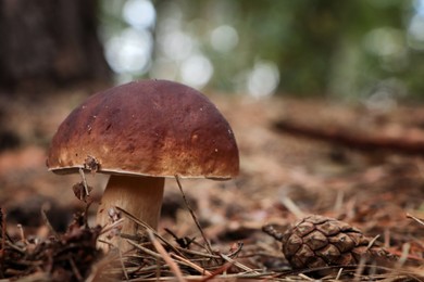 Photo of Beautiful porcini mushroom growing in forest, closeup. Space for text