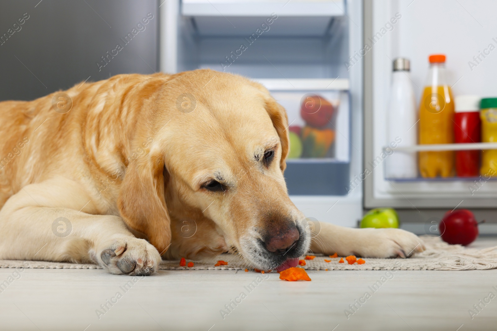 Photo of Cute Labrador Retriever eating carrot near refrigerator indoors