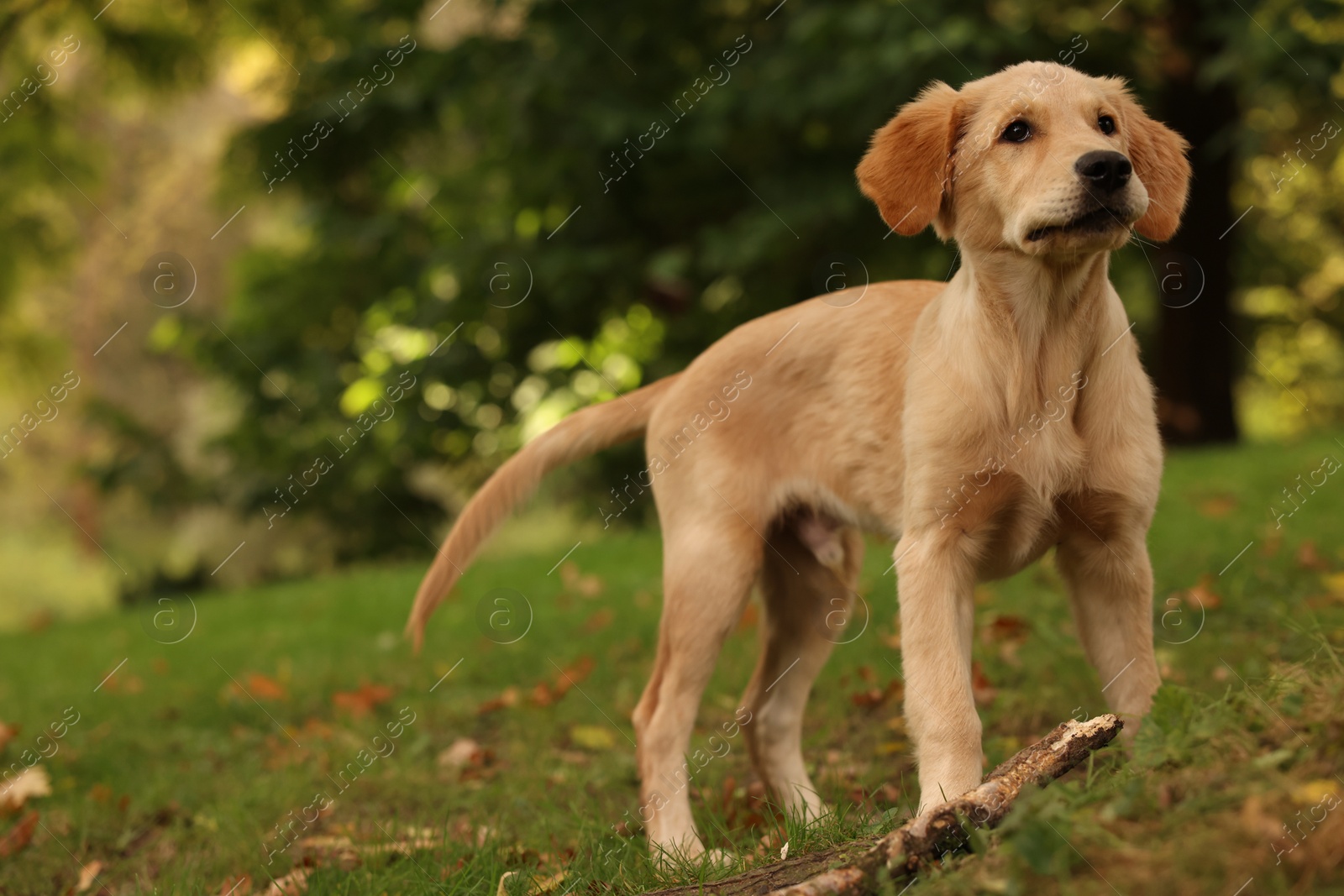 Photo of Cute Labrador Retriever puppy on green grass in park, space for text