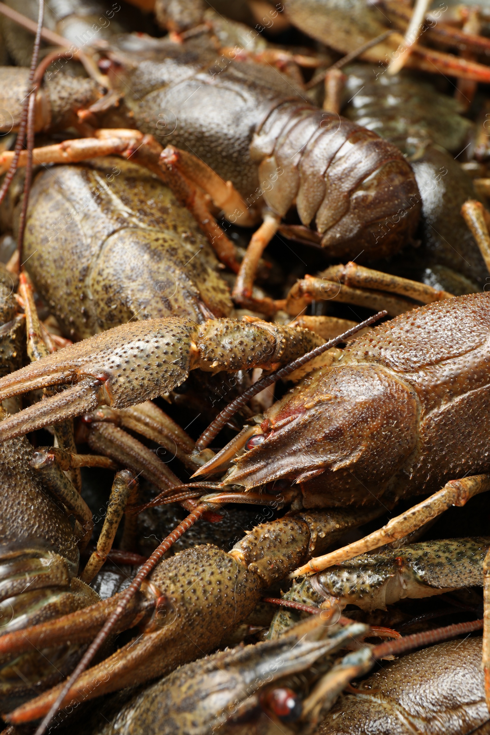 Photo of Fresh raw crayfishes as background, closeup. Healthy seafood