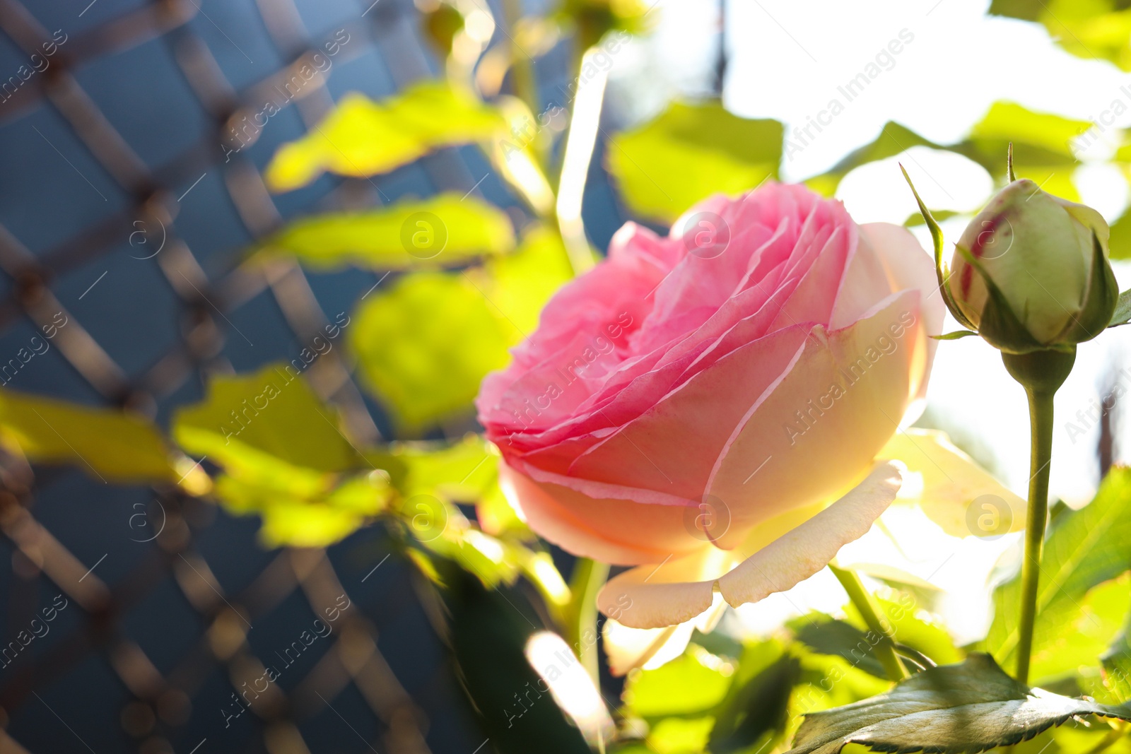 Photo of Beautiful blooming pink rose on bush outdoors, closeup. Space for text