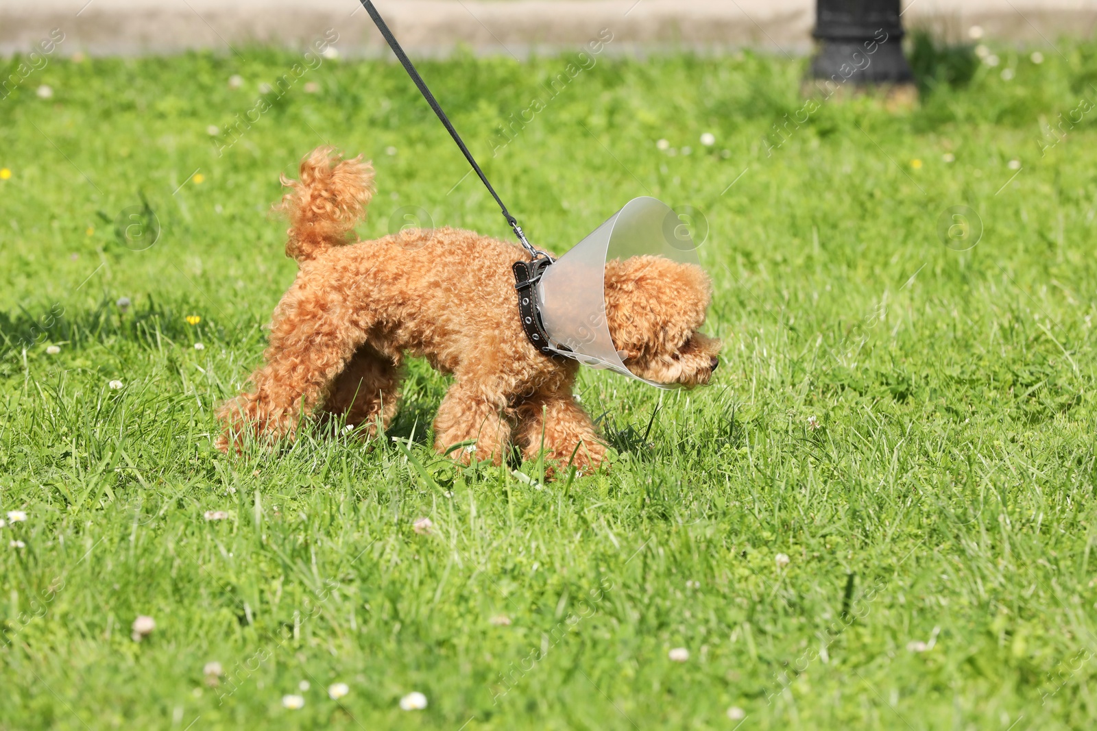 Photo of Cute Maltipoo dog with Elizabethan collar on green grass outdoors