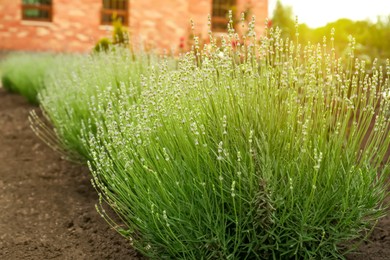 Beautiful lavender plants growing in flowerbed outdoors