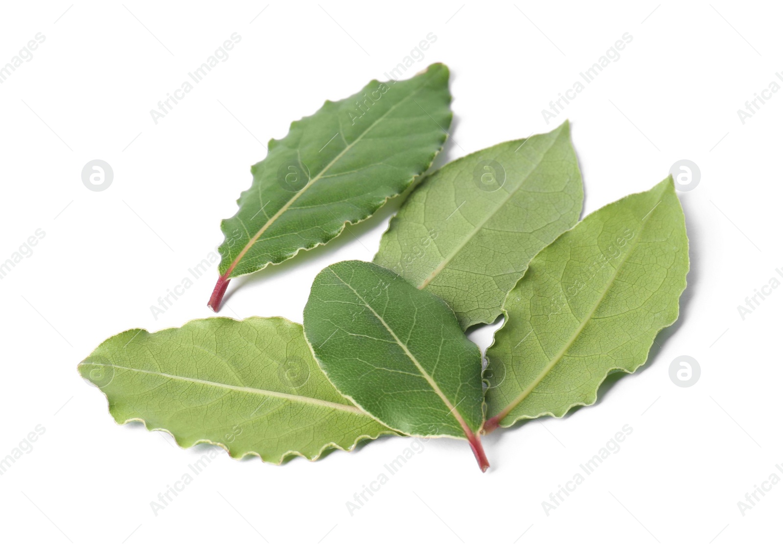 Photo of Green fresh bay leaves isolated on white