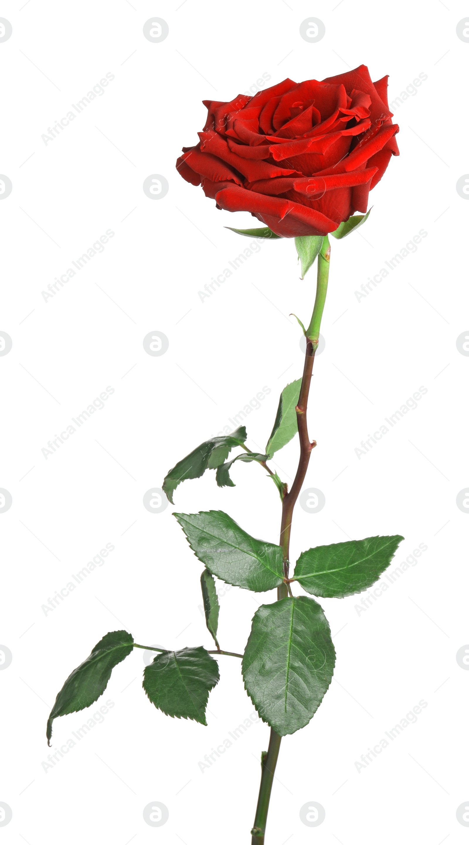 Photo of Beautiful fresh red rose isolated on white