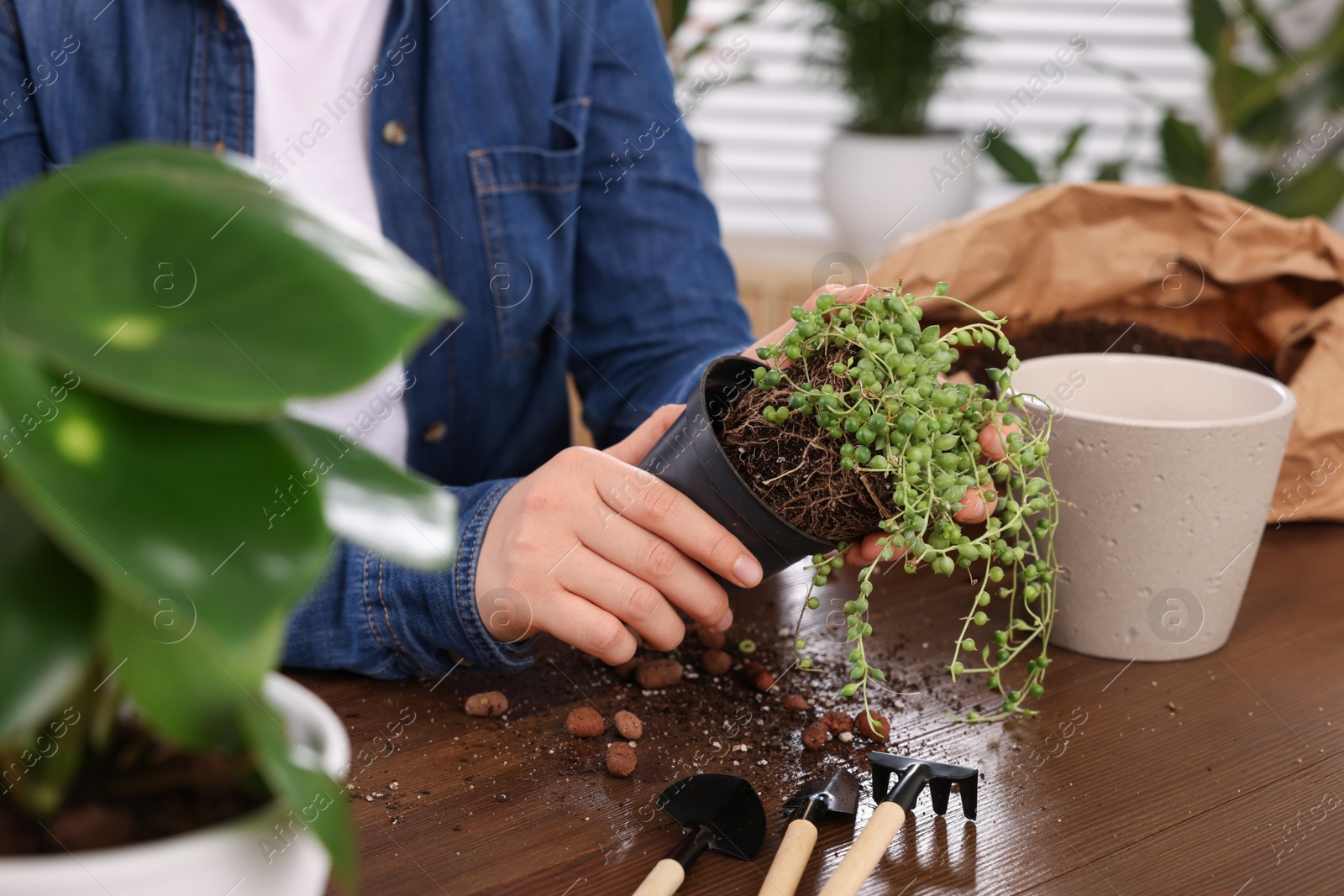 Photo of Woman transplanting houseplant into new pot at wooden table indoors, closeup