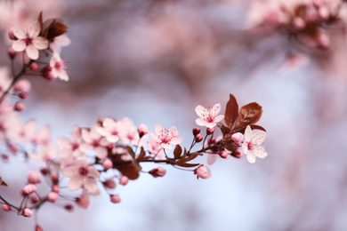 Photo of Closeup view of blossoming tree outdoors on spring day