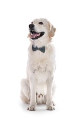 Photo of Cute Labrador Retriever with stylish bow tie on white background