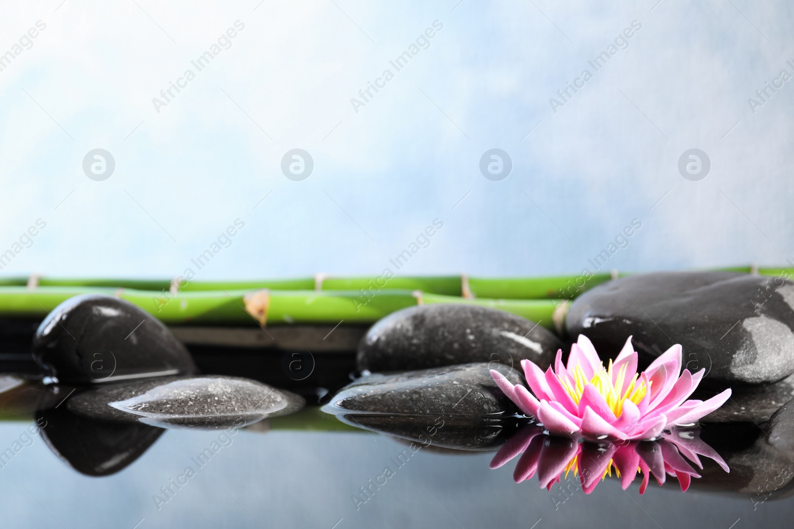 Photo of Beautiful zen garden with lotus flower and pond on light blue background