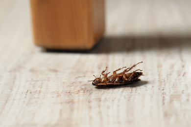 Photo of Dead brown cockroach on white wooden floor, closeup. Pest control