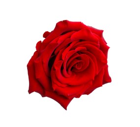 Photo of Beautiful fresh red rose isolated on white