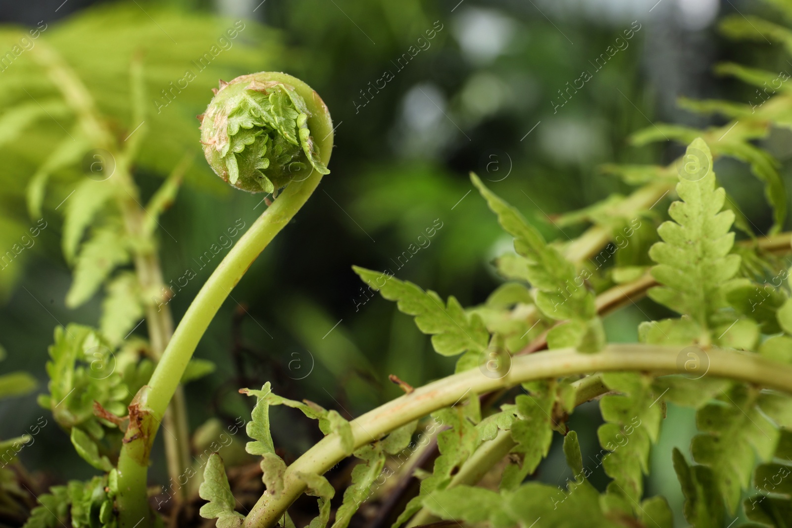 Photo of Green fern plant with young leaf on blurred background, closeup