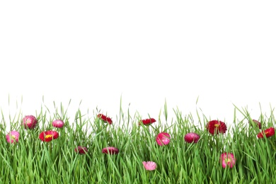 Vibrant green grass with beautiful flowers on white background