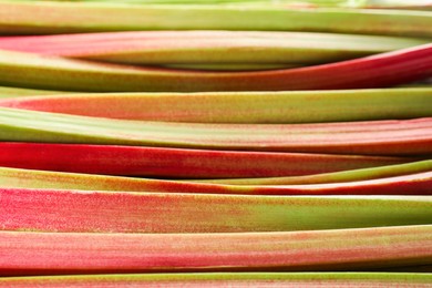 Many ripe rhubarb stalks as background, closeup