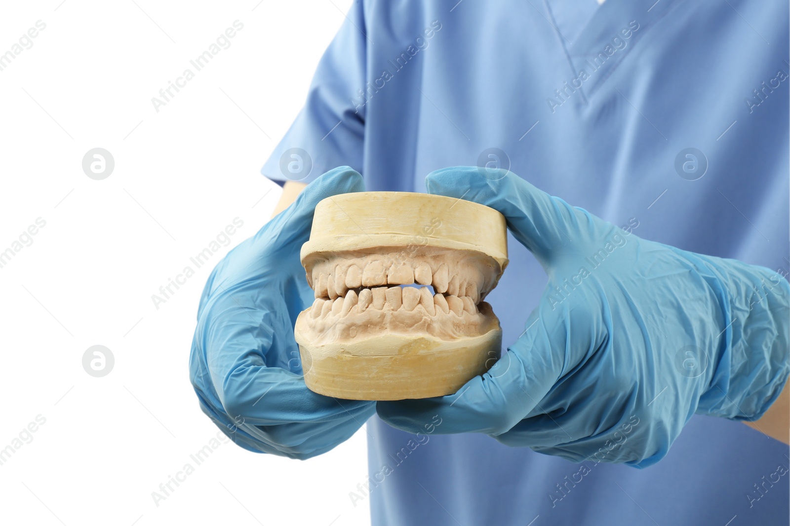 Photo of Doctor holding dental model with jaws on white background, closeup. Cast of teeth