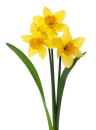 Beautiful blooming yellow daffodils on white background