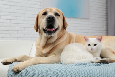 Adorable dog looking into camera and cat together on sofa indoors. Friends forever