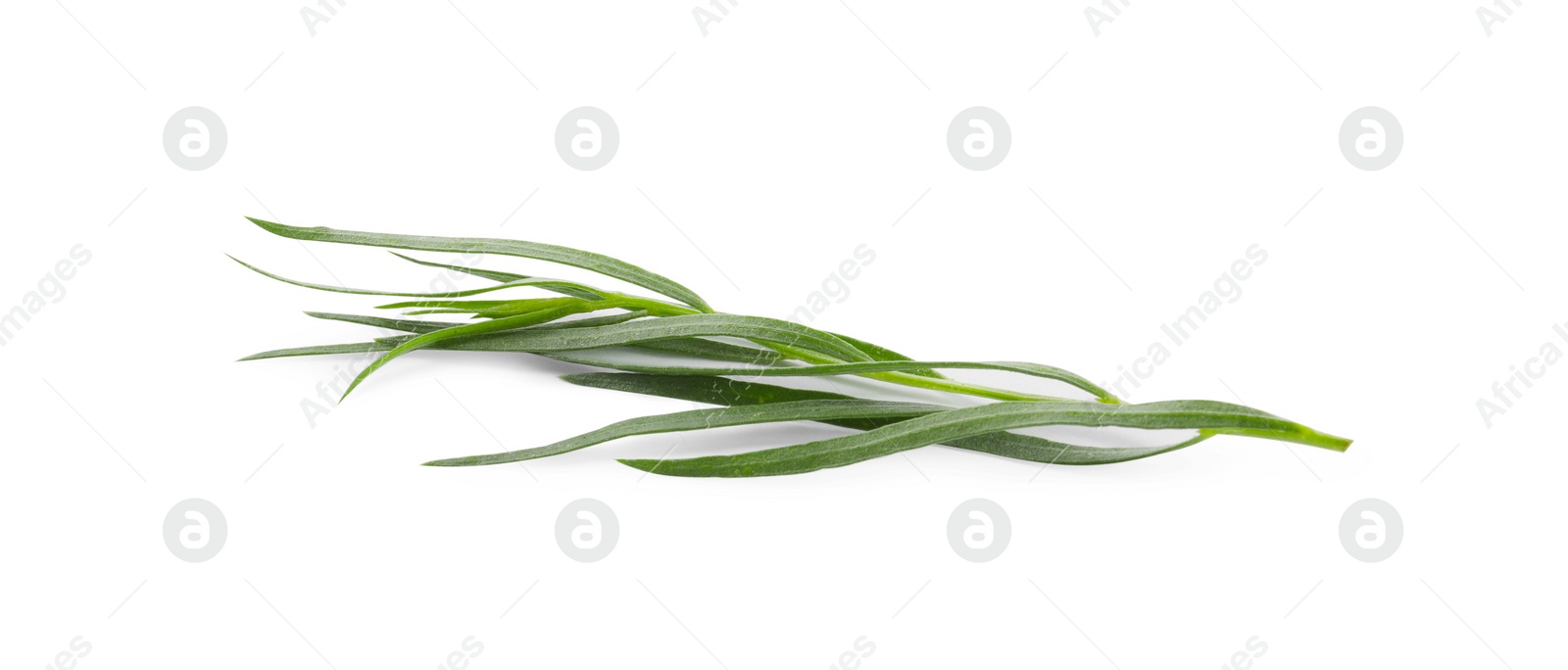 Photo of One sprig of fresh tarragon on white background