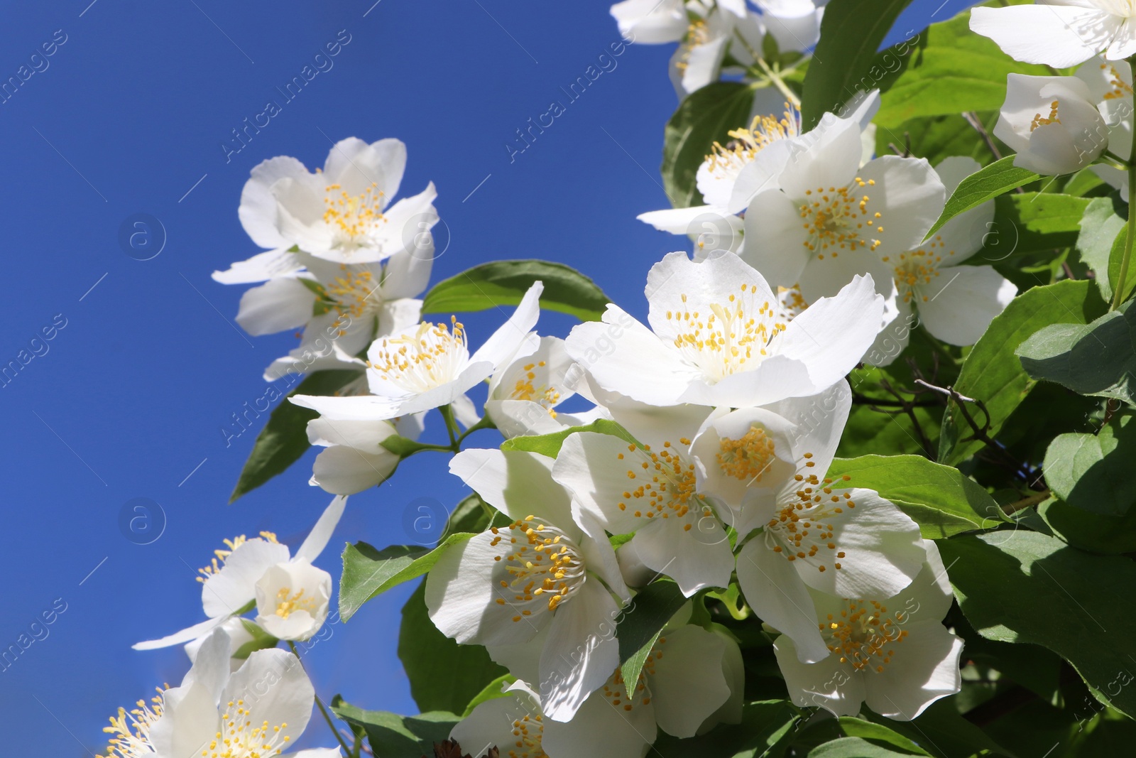 Photo of Closeup view of beautiful blooming white jasmine shrub against blue sky