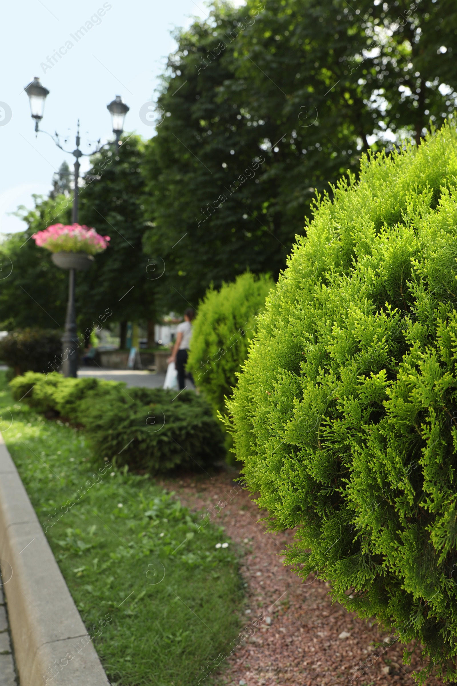 Photo of Beautiful thuja growing outdoors, space for text. Gardening and landscaping